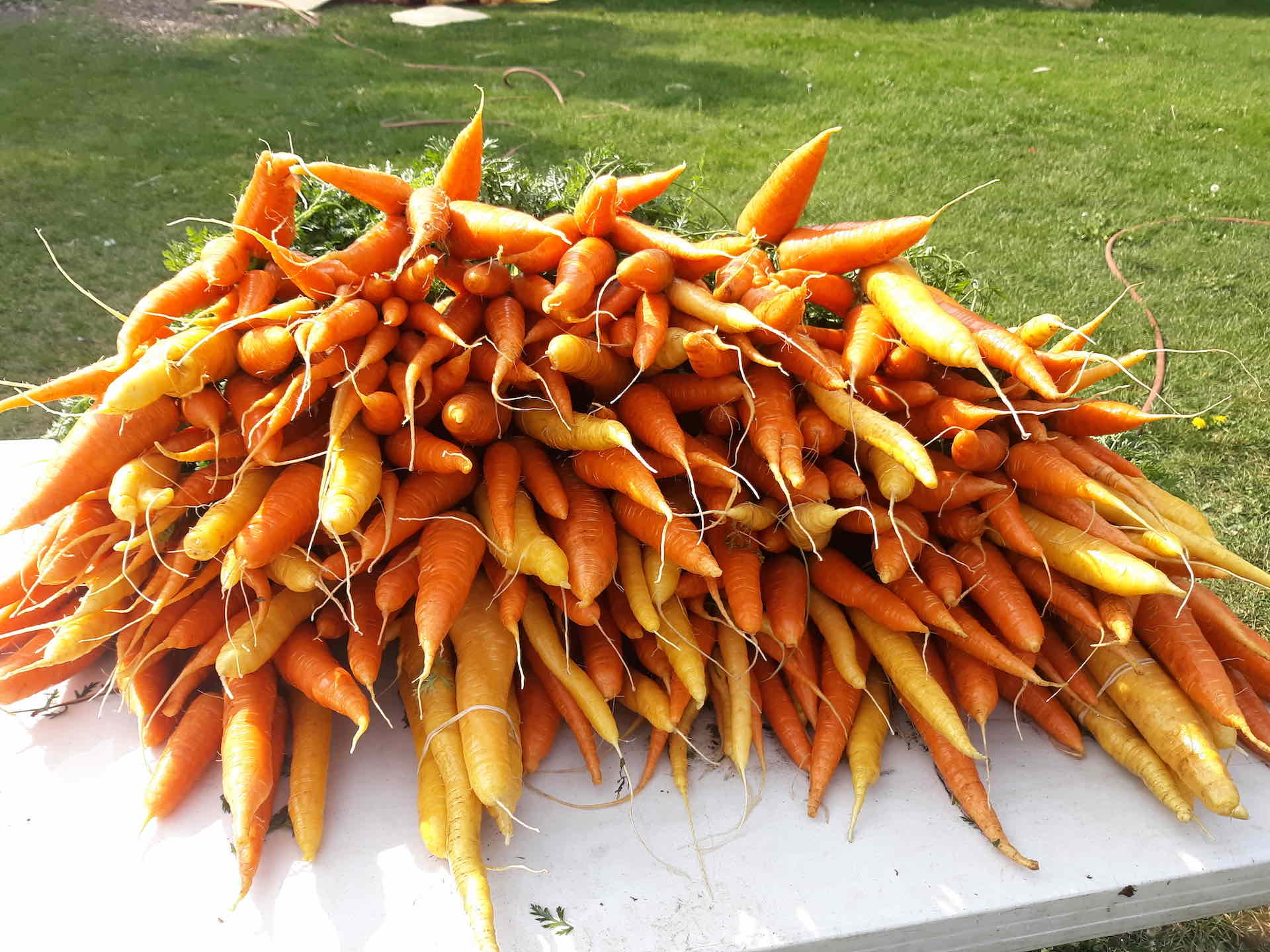 Carrots by The Homestead Institute