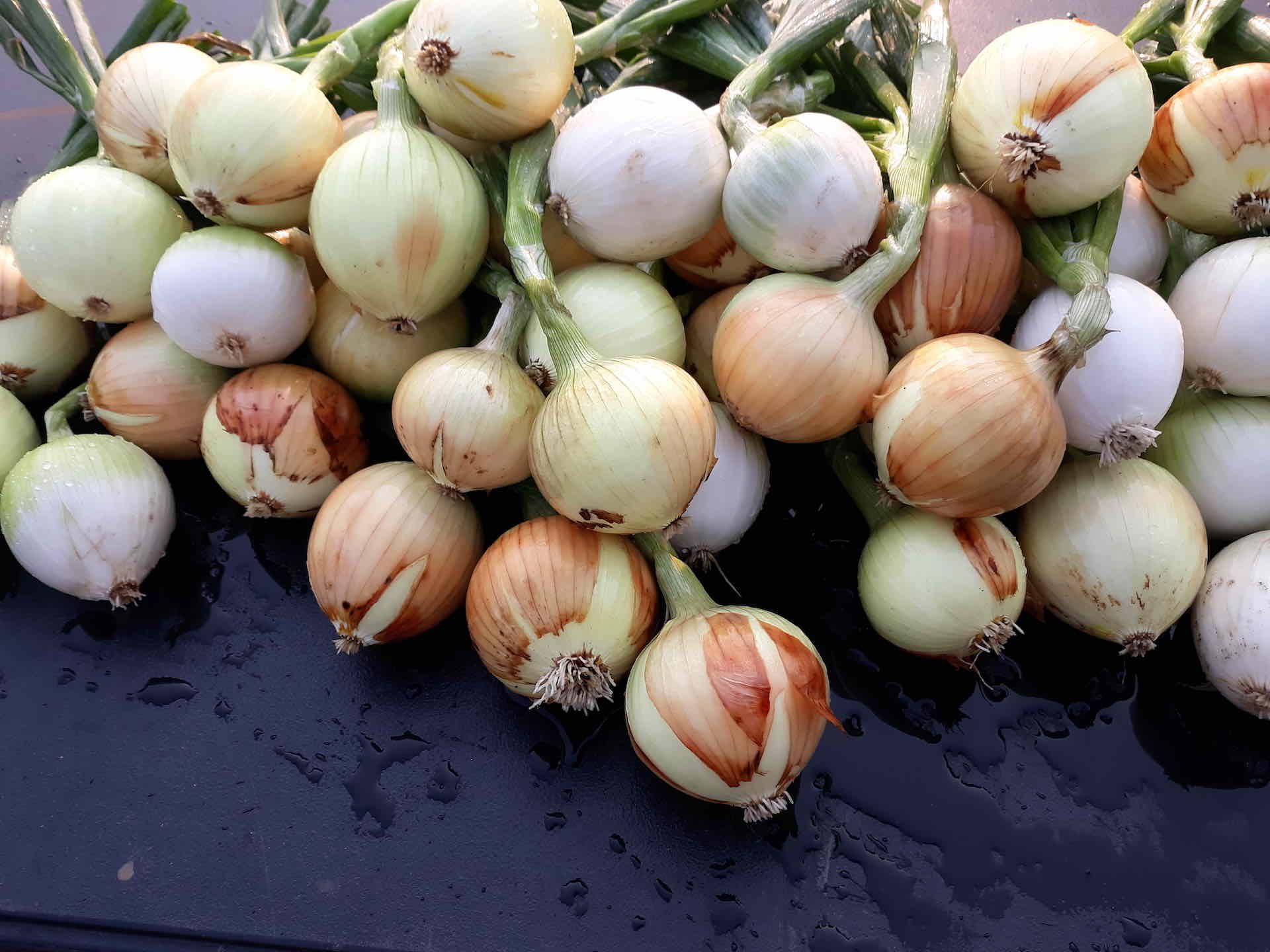 Onions by The Homestead Institute