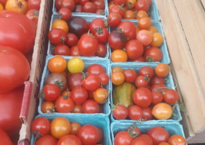 Tomatoes by The Homestead Institute