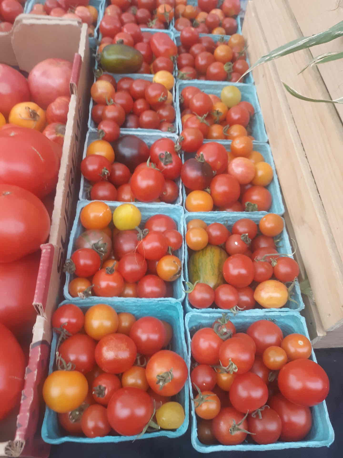 Tomatoes by The Homestead Institute